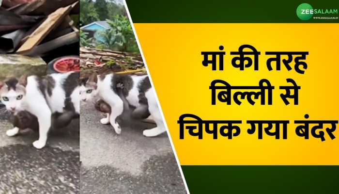 Video: मां की तरह बिल्ली से चिपक गया बंदर, लोगों ने दिए Aww रिएक्शन