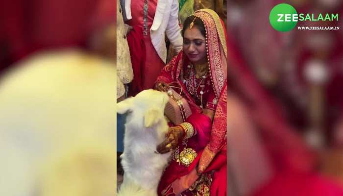 Video: दुल्हन को विदा करने से कुत्ते ने किया मना, भावुक कर देगा वीडियो