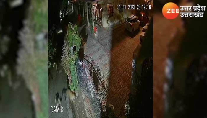 जब गुलदार के पीछे पड़ गए कुत्ते, मुश्किल से बची जान