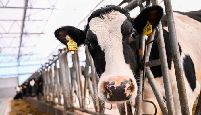 भारत के इस पड़ोसी देश ने क्लोनिंग से तैयार कर लीं 3 'सुपर गायें', देती हैं इतना दूध 