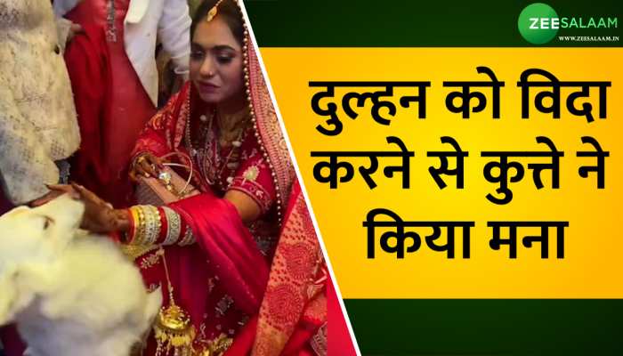 Video: जानवर की हरकत ने जीता सबका दिल, वायरल हुआ वीडियो