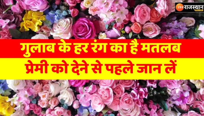 Valentine day 2023 : गुलाब के हर रंग का है अपना मतलब, इजहार करने से पहले मतलब जान लें