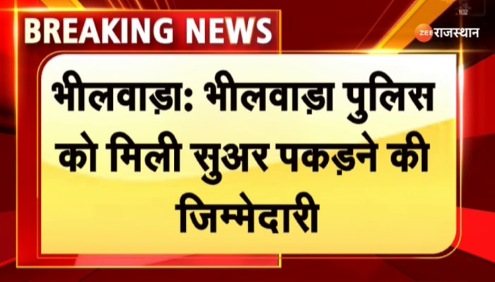 भीलवाड़ा पुलिस को सुअर पकड़ने की जिम्मेदारी आखिर क्यों दी, जानें पूरा मामला