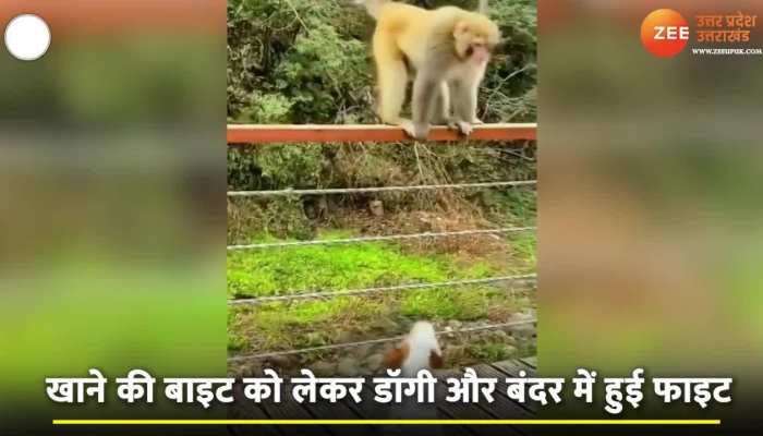 Dog vs Monkey: हॉलीवुड हो या बॉलीवुड, कही नहीं मिलेगा ऐसा सीन! बंदर और कुत्ते ने इंटरनेट पर मचाया बवाल