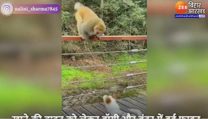 Monkey And Doggy Fight Video : जब आपस में भिड़ गए बंदर और डॉगी, मजेदार वीडियो जमकर हो रहा वायरल