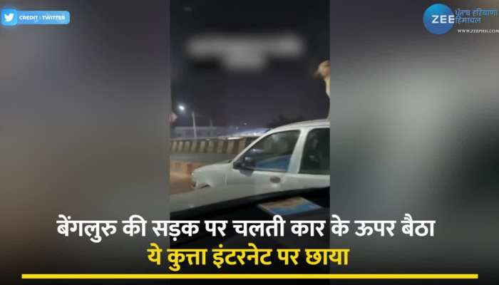 Dog Viral Video: जिंदगी हो तो ऐसी ! बेंगलुरु की सड़कों पर चलती कार की छत पर घूमता दिखा कुत्ता, वीडियो हुआ वायरल