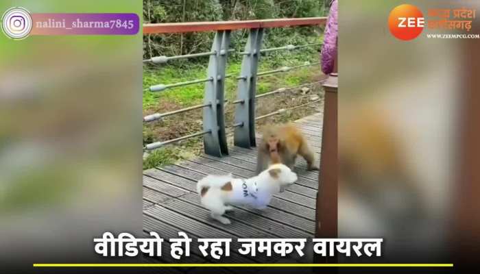 देखिए बंदर और डॉगी का यह मजेदार वीडियो, खाने की बाइट को लेकर एक दूसरे के साथ किया फाइट