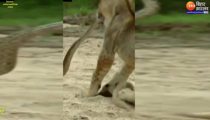 Viral Video : सांप और शेर में जमकर हुई लड़ाई, जबड़े से नोंच लिया शेर का मुंह