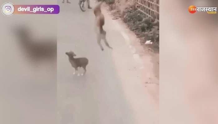 Viral Video : सड़क पर बंदर को सूझी मस्ती, तो इंसानों को छोड़ कुत्ते को करने लगा परेशान