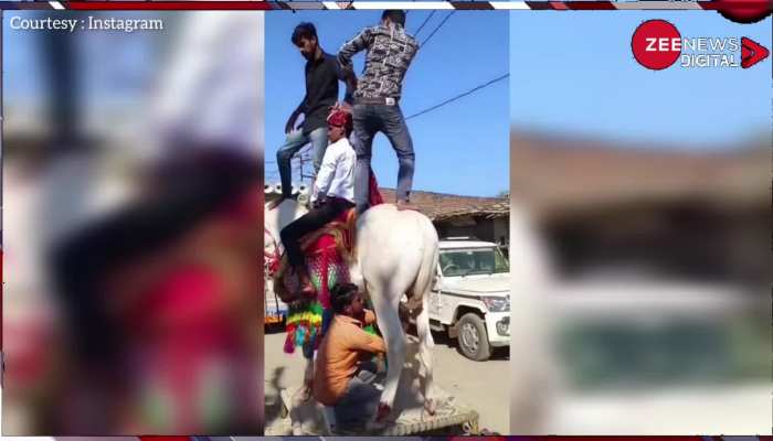 Viral: कोई खींच रहा है पूंछ तो कोई ऊपर चढ़कर डांस, घोड़ी के साथ क्रुरता का वीडियो हुआ वायरल, लोगों का फूटा गुस्सा
