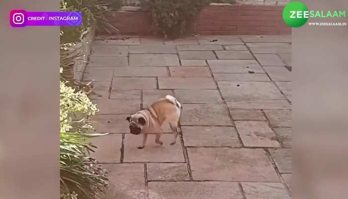 Dog Doing Yoga Video: कभी कुत्ते को योगा करते देखा है? वायरल हो रहा जानवर का वीडियो