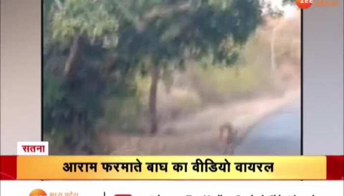 Satna News : सड़क पर आराम से घूमता दिखा बाघ , राहगीरों ने बनाया वीडियो