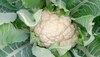 Cauliflower Leaves: फूलगोभी की पत्तियों में छिपा है न्यूट्रिएंट्स का खजाना, खाने से दूर रहेंगी ये बीमारियां