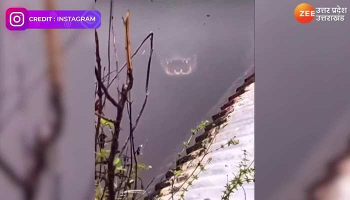 Viral Video: तालाब में दिखा ऐसा खूंखार जानवर, तैरना तो दूर पानी से सैकड़ों मीटर दूर भाग जाएंगे आप