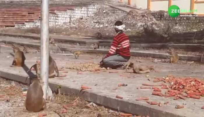 Tikamgarh News: सब्जी व्यापारी श्री राम रोज करवाता है बंदरों को विशाल भोजन, देखें कल्युग की रामायण