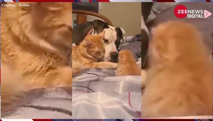 Viral Video: बिल्ली और कुत्ते का ऐसा अनोखा वीडियो शायद ही आपने कभी दिखा होगा, दोनों का क्यूट अंदाज हो रहा तेजी से वायरल
