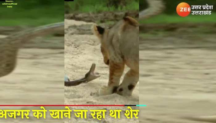 जब अजगर से उलझ बैठा शेर, फिर देखिये क्या हुआ