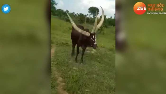 Viral video: तीन सींग वाले सांड ने उड़ाए सभी के होश, वीडियो देख नहीं होगा यकीन...