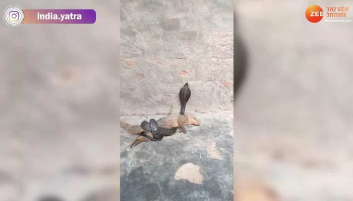 Viral snake : शिकारी खुद हुआ शिकार, देखिये कैसे सांप ने ले ली नेवले की जान