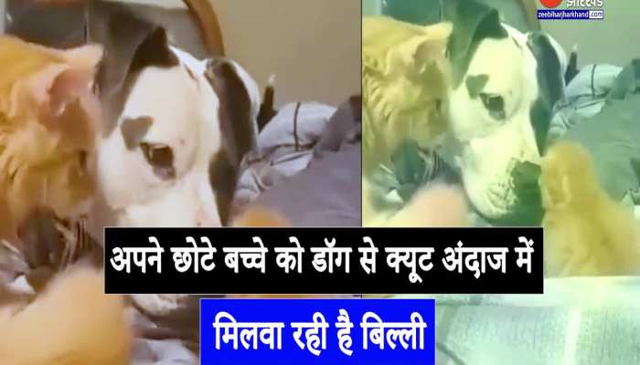 Viral Video : अपने छोटे बच्चे को बिल्ली ने इस क्यूट अंदाज में डॉगी से मिलवाया, वीडियो हुआ वायरल
