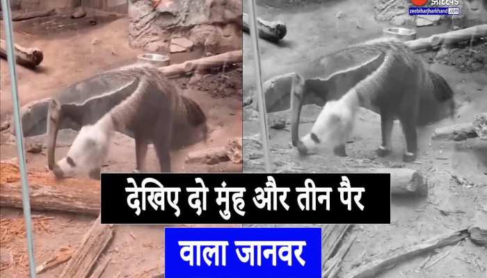 Viral Video : देखिए दो मुंह और तीन पैर वाला ये जानवर, अजीबो- गरीब वीडियो हो रहा है वायरल