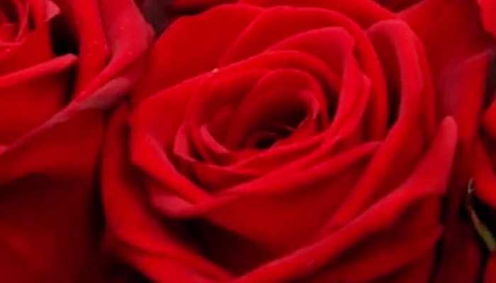 Rose Day: गुलाब लेने या देने से पहले जान लें, किस रंग के गुलाब का क्या होता मतलब