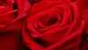 Rose Day: गर्लफ्रेंड क्रश या फिर किसी दोस्त को देना है गुलाब, जान लें कौन सा है आपके लिए  परफेक्ट