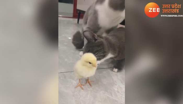 Viral Cat: चुजे पर आया बिल्ली का दिल, जो कुछ हुआ देखते रह जाएंगे आप