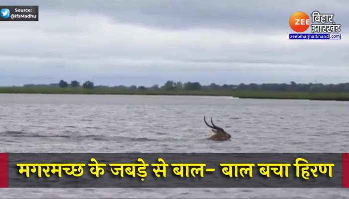 सामने मझधार पीछे मगरमच्छ, हिरण ने ऐसे दी मौत को मात