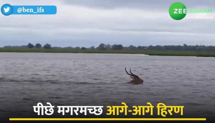 Deer and Crocodile race: पीछे मगरमच्छ आगे भागती हिरण, जिंदगी बचाने के लिए की लहरों से जंग
