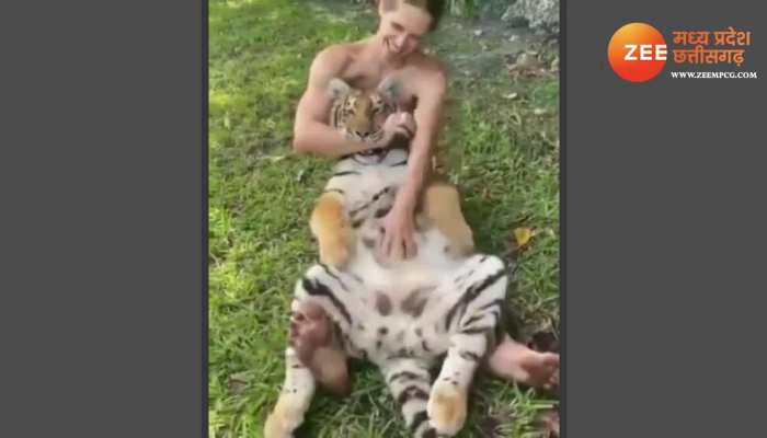 Laughing Tiger Video: ट्रेनर से साथ टाइगर को आई ऐसी हंसी, वायरल हो गया वीडियो