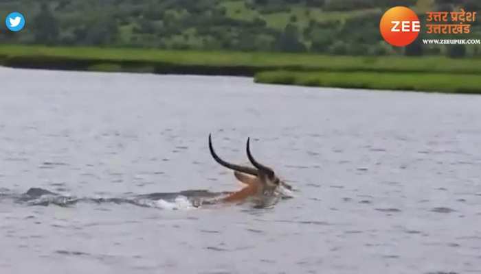 मगरमच्छ के जबड़े में आने वाला था हिरण, तभी खेल दिया आखिरी दांव