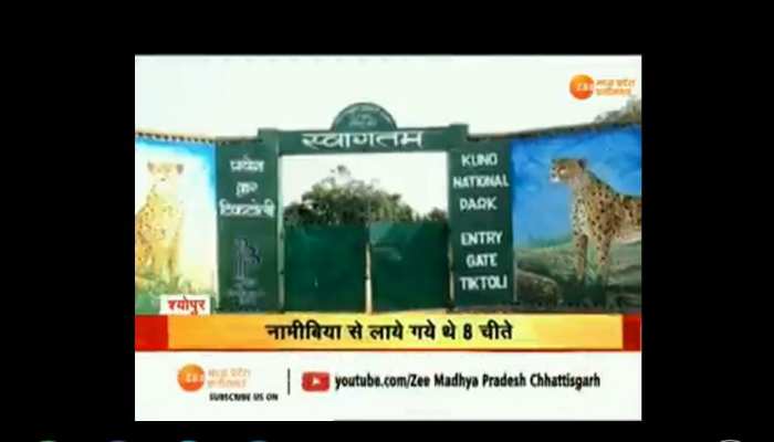 अब दिखेगी नामीबिया से लाए गए चीतों की रफ्तार, खुले जंगल में छोड़े जाएंगे 8 चीते