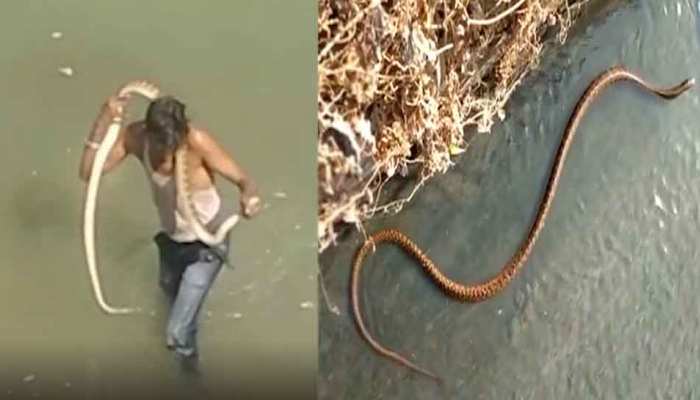 शराबी शख्स ने कोबरा सांप को किया परेशान, कभी गले में लपेटा, कभी पानी में डुबोया, देखिए फिर क्या हुआ Video