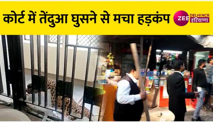 VIDEO: गाजियाबाद कचहरी में घुसा तेंदुआ, हमले में दो घायल फैली दहशत