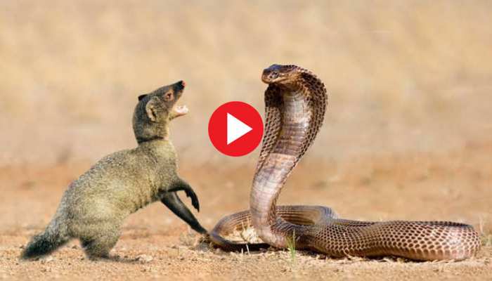 trending today King cobra mongoose fight till last breath watch thrilling deadly video | किंग कोबरा और नेवले में आखिरी सांस तक हुई फाइट, देखें जानलेवा लड़ाई का रोमांचक Video | Hindi trending today King cobra mongoose fight till last breath watch thrilling deadly video | किंग कोबरा और नेवले में आखिरी सांस तक हुई फाइट, देखें जानलेवा लड़ाई का रोमांचक Video | Hindi