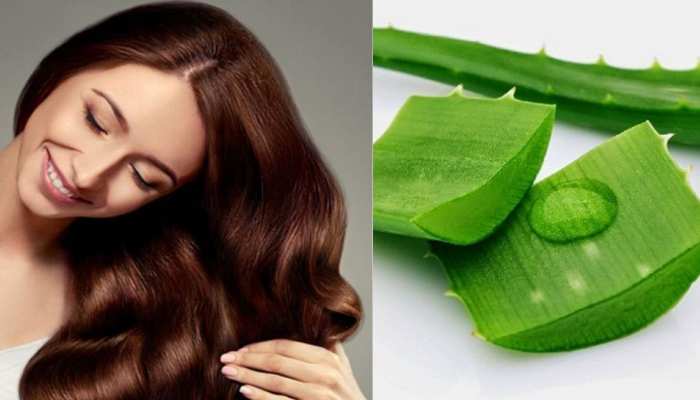 haire care growth solution long hair home tips aloe vera use increase hair baal lambe kaise karein stmp | Hair Growth Tips: गिरते बालों से हैं परेशान! इन घरेलू उपायों से कमर haire care growth solution long hair home tips aloe vera use increase hair baal lambe kaise karein stmp | Hair Growth Tips: गिरते बालों से हैं परेशान! इन घरेलू उपायों से कमर
