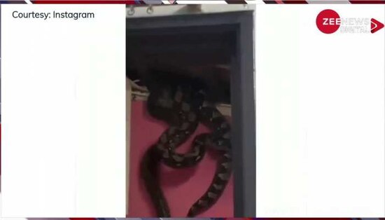 shocking 3 giant snakes fall through ceiling in Malaysia video going ...