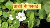 Brahmi Benefits: बेहतर मानसिक स्‍वास्‍थ्‍य के लिए घर में लगाएं ब्राह्मी का पौधा, जानें अनगिनत फायदे 