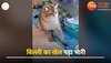 Cat Funny Video: रबर बैंड से खेलना बिल्ली को पड़ा भारी, जो हुआ उसे देख दया के आएगी हंसी