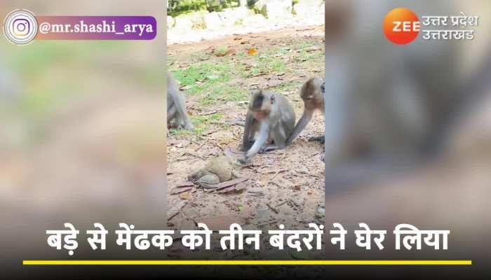 VIRAL VIDEO : सयाने बंदरों की फौज पर भारी पड़ा मेंढक, सबको दे दी पटखनी