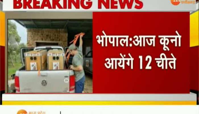 आज भारत पहुंचेंगे 12 चीते, सीएम शिवराज और केंद्रीय मंत्री भूपेंद्र यादव करेंगे बाड़े में रिलीज