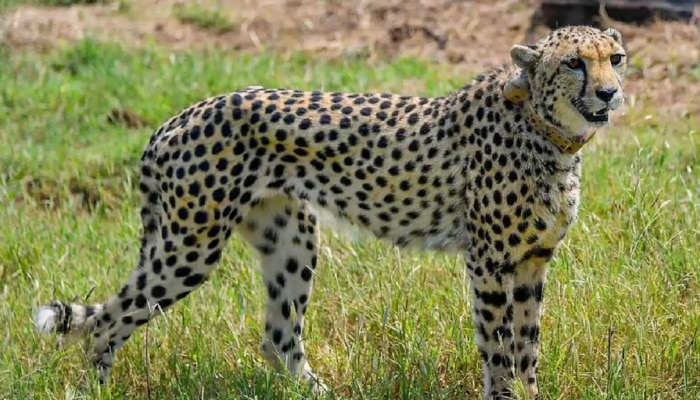 Project Cheetah : मध्यप्रदेश के कूनो नेशनल पार्क में छोडे 12 चीते, देखें वीडियो