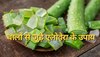 Aloe Vera For Hair: झड़ रहे बालों ने बढ़ा रखी है टेंशन? कर लें एलोवेरा से जुड़े ये 3 घरेलू उपाय, फिर से लहलहा उठेंगे बाल 