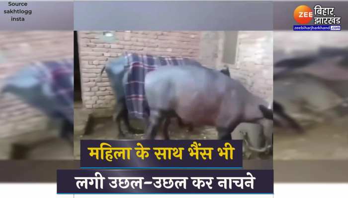 Viral Video : महिला को डांस करते देखकर भैंस भी लगी नाचने, वीडियो देखकर हंसी रोकना हो जाएगा मुश्किल