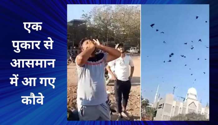 Crow: यह शख्स जब चाहता है..आसमान में कौवों को बुला लेता है, देखिए गजब का टैलेंट