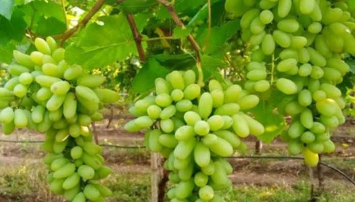 Grapes Benefits: कोलेस्ट्रॉल लेवल को कम करने के लिए गर्मियों में करें अंगूर का सेवन