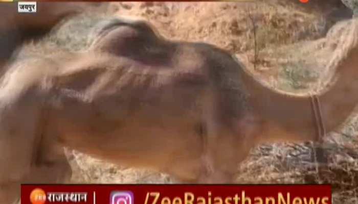 Animal husbandry की ताज़ा खबरे हिन्दी में | ब्रेकिंग और लेटेस्ट न्यूज़ in Hindi - Zee News Hindi Animal husbandry की ताज़ा खबरे हिन्दी में | ब्रेकिंग और लेटेस्ट न्यूज़ in Hindi - Zee News Hindi