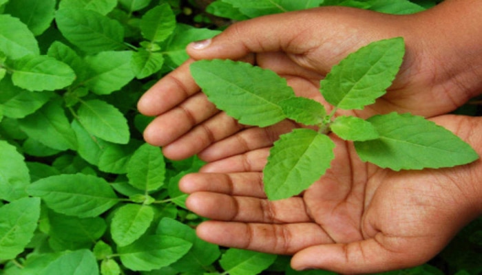 Tulsi Benifits how to eat tulsi leaves why not chew basil leaves