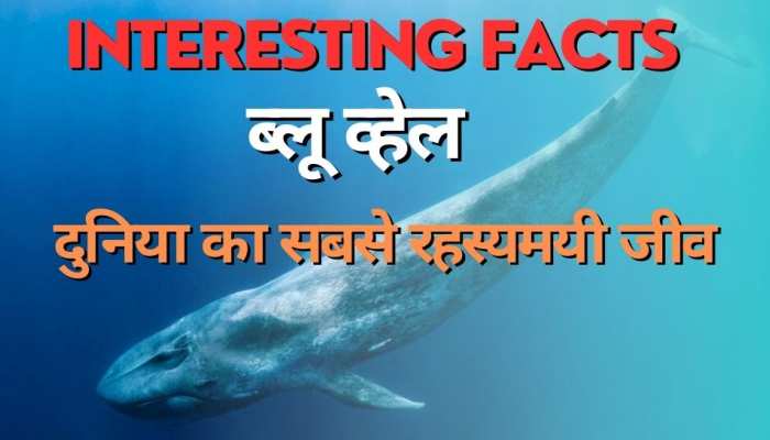 Interesting facts की ताज़ा खबरे हिन्दी में | ब्रेकिंग और लेटेस्ट न्यूज़ in Hindi - Zee News Hindi Interesting facts की ताज़ा खबरे हिन्दी में | ब्रेकिंग और लेटेस्ट न्यूज़ in Hindi - Zee News Hindi
